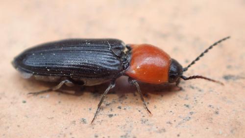Réf. 203 804 : Cardiophorus gramineus